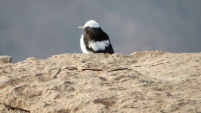 Bird-watching-Timna-Park
