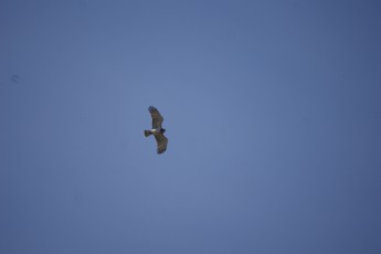 SONY DSC