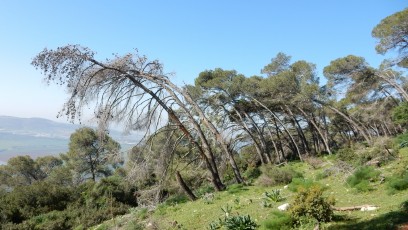 Carmel-Izrael