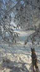 Dog-enjoy-snow-in-northern-Czech-Republic
