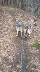 Dogtrekking-near-Prague