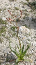 Flowers-at-Shvil-Israel