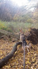 Hundeurlaub-Nähe-Prag