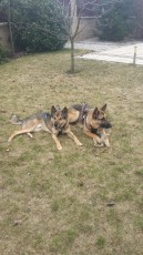 Hundeurlaub-Prag