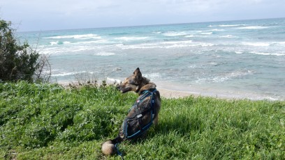 Hundeurlaub-am-Mittelmeer