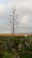 Israel-Zichron-Yaakov