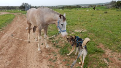 Israel-friendship