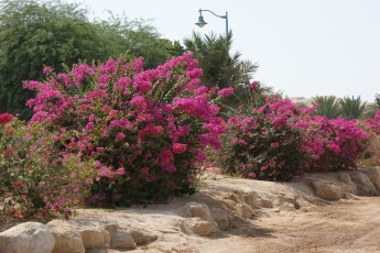 SONY DSC