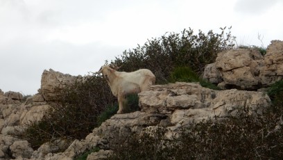 Koza-Izrael