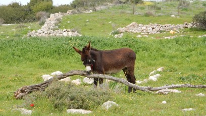 Meet-friends-in-Israel