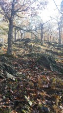 Nature-in-Czech-Republic-near-Prague