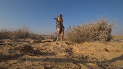 Negev-Kiba-ruft-nach-Freunden