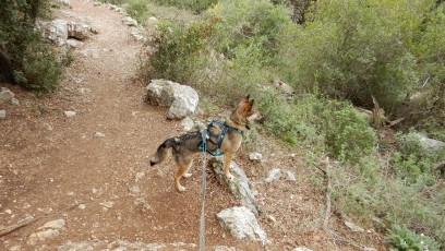 Shvil-Israel-mit-Hund