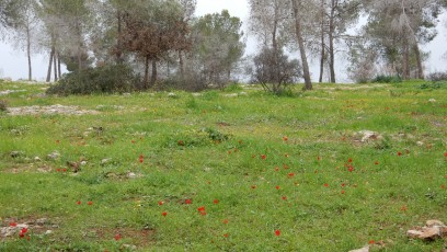 blühende-Tulpen-bei-Neve-Ilan-Israel