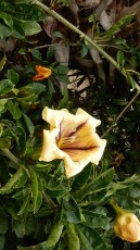 blooming-Israel