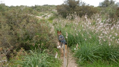 dog-between-flowers-Israel