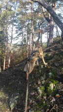 dog-trekking-in-Czech-Republic