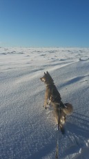 dog-trekking-winter