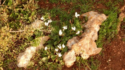 flowers-at-Carmel