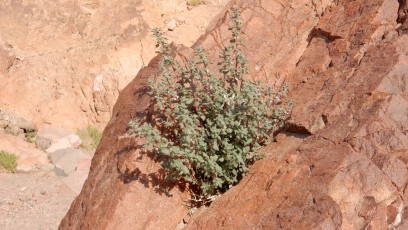 grüne-Wüste-Negev