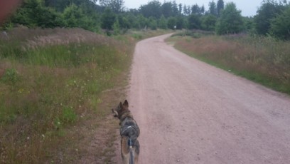 wandern-mit-Hund