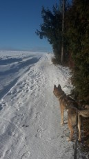 winter-holidays-with-dog