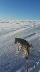 winterurlaub-mit-Hund